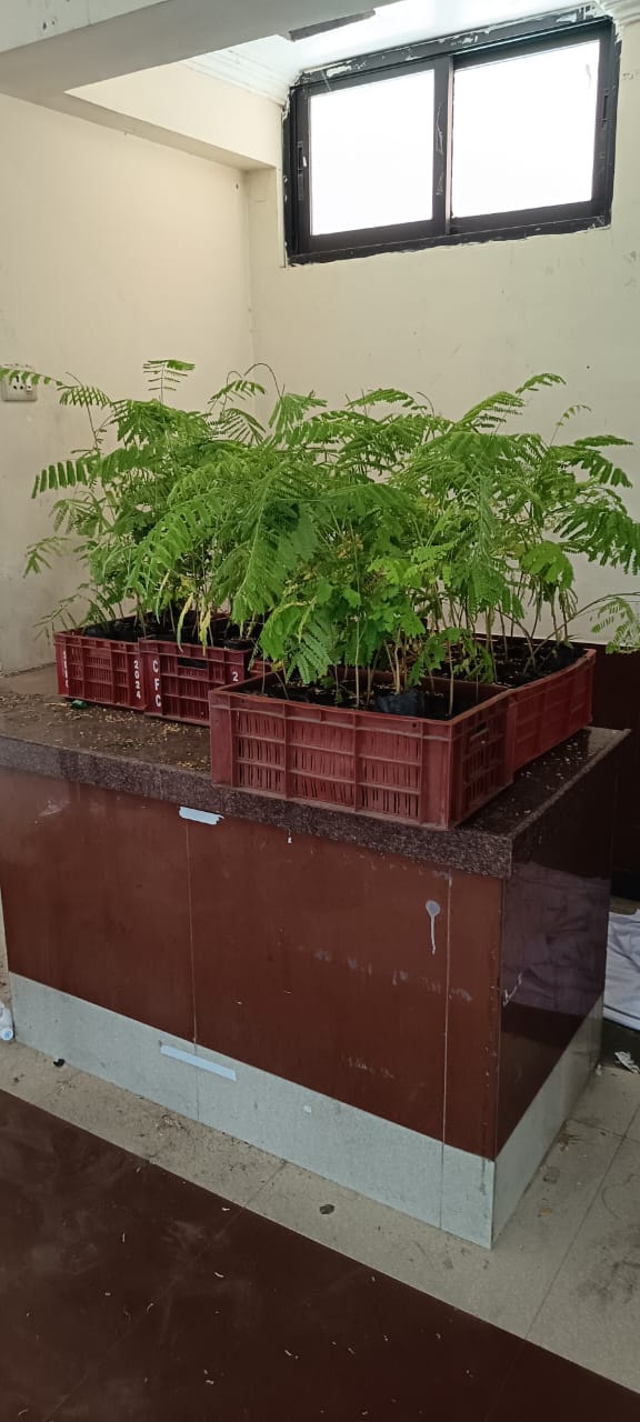 Sapling Distibution   Phase 2
